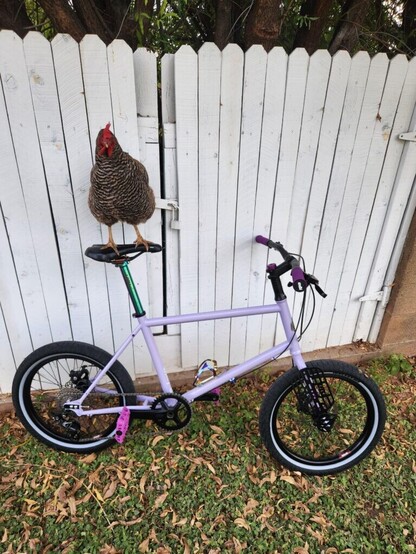 Roast my build, not the chicken
