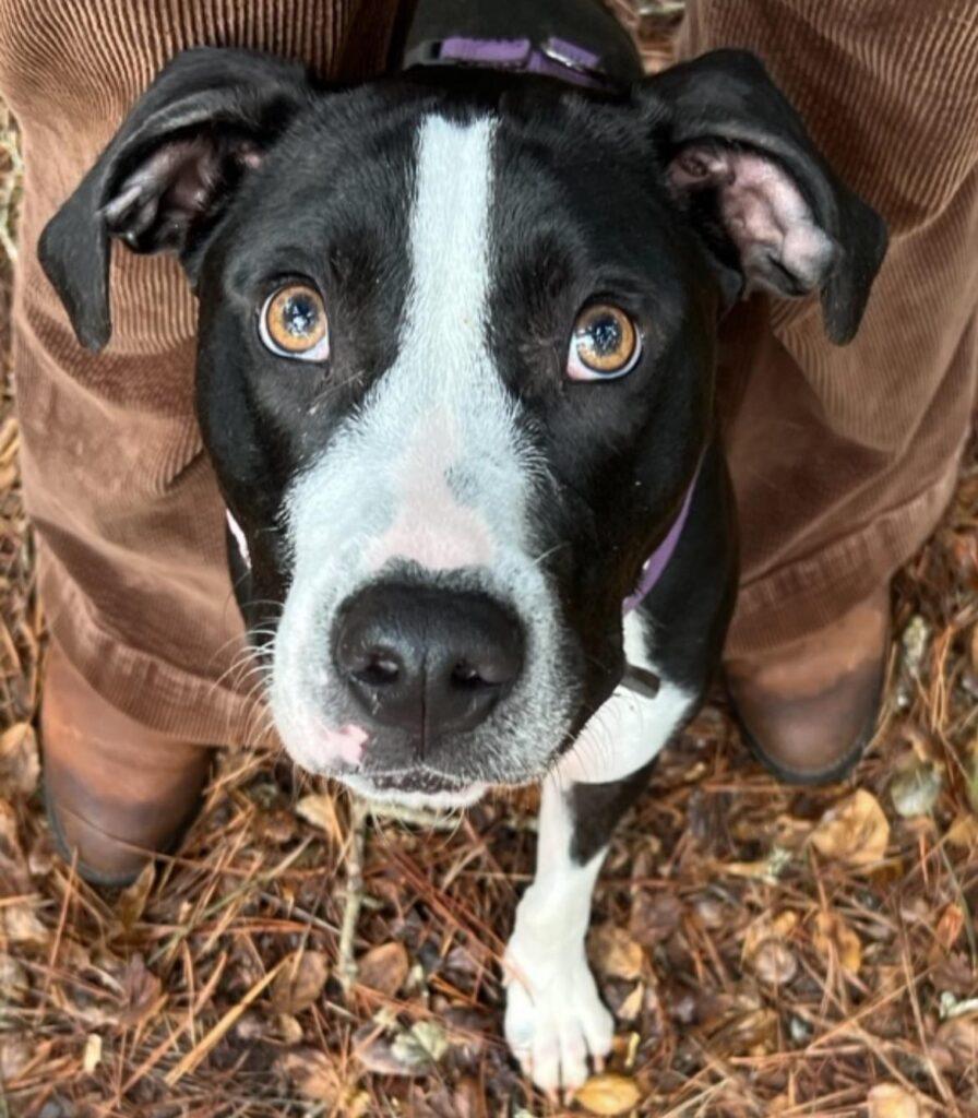 Umzug nach Berlin: Wird ein Coonhound, der wie ein Staffie aussieht, beim Zoll abgemeldet?