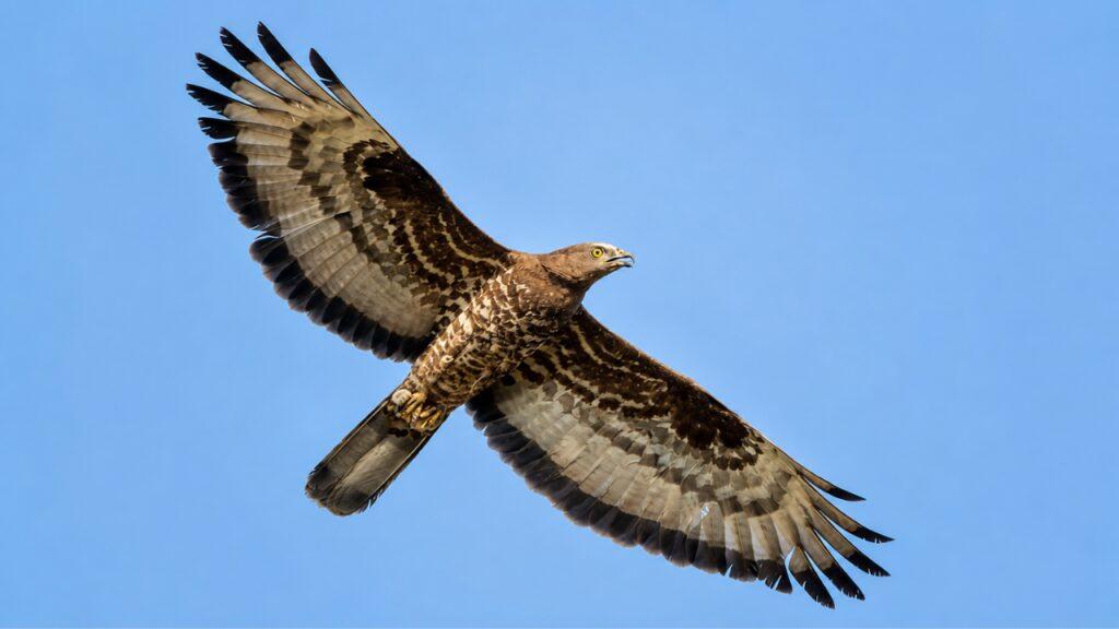 Scientists fitted a European honey buzzard with a GPS tracker. The bird flew for 42 days, covering more than 10,000 km from South Africa to Finland and helping researchers uncover the secrets of one of nature's greatest migrations |