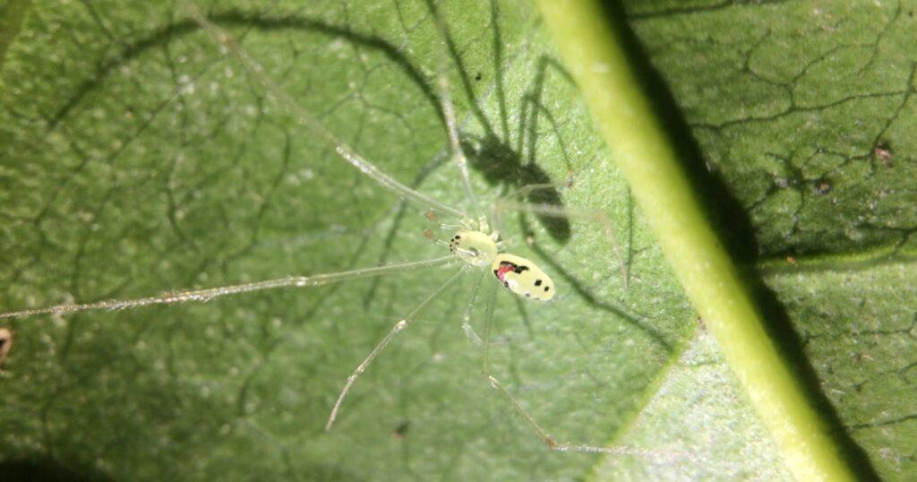 A spider in the Himalayas wears the same red smiling face as Hawaii's famous happy-face spider — and its DNA marks it as a new species, not the Hawaiian one long thought to wear that grin alone
