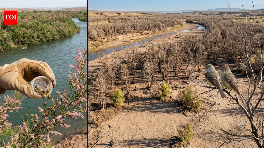 In 2001, scientists released beetles to fight an invasive tree. Years later, an endangered bird had lost 94% of its habitat along one western river | World News